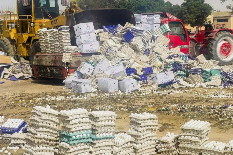 An image of thousands of eggs being destroyed by heavy machinery under a hot sun.